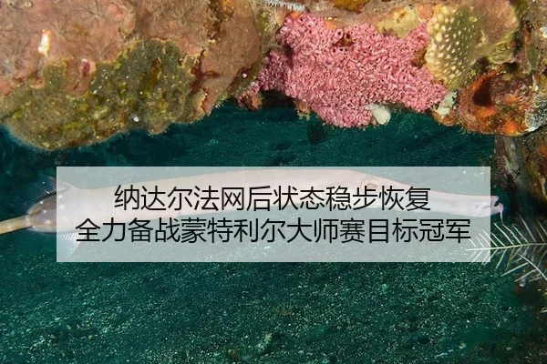na-da-er-fa-wang-hou-zhuang-tai-wen-bu-hui-fu-quan-li-bei-zhan-meng-te-li-er-da-shi-sai-mu-biao-guan-jun-2-611.jpg